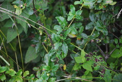 Berberis argentinensis