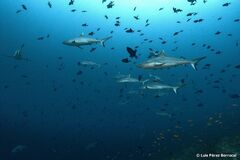 Carcharhinus amblyrhynchos