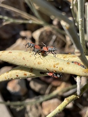 Lygaeus kalmii