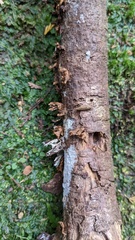 Xylobolus spectabilis