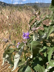 Solanum lanceolatum