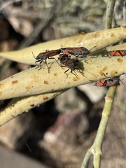 Lygaeus kalmii