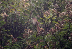 Maquis Canastero photo 1