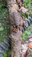 Xylobolus spectabilis