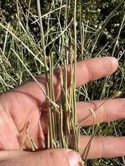 Eleocharis macrostachya