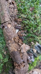 Xylobolus spectabilis