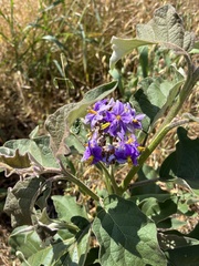Solanum lanceolatum