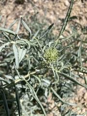 Stanleya pinnata