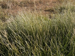 Eleocharis macrostachya