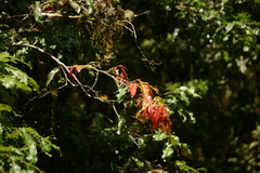 Ochna arborea