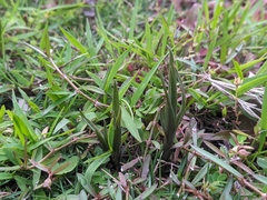 Zeuxine strateumatica