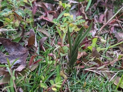 Zeuxine strateumatica