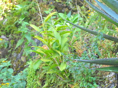 Pleopeltis macrocarpa