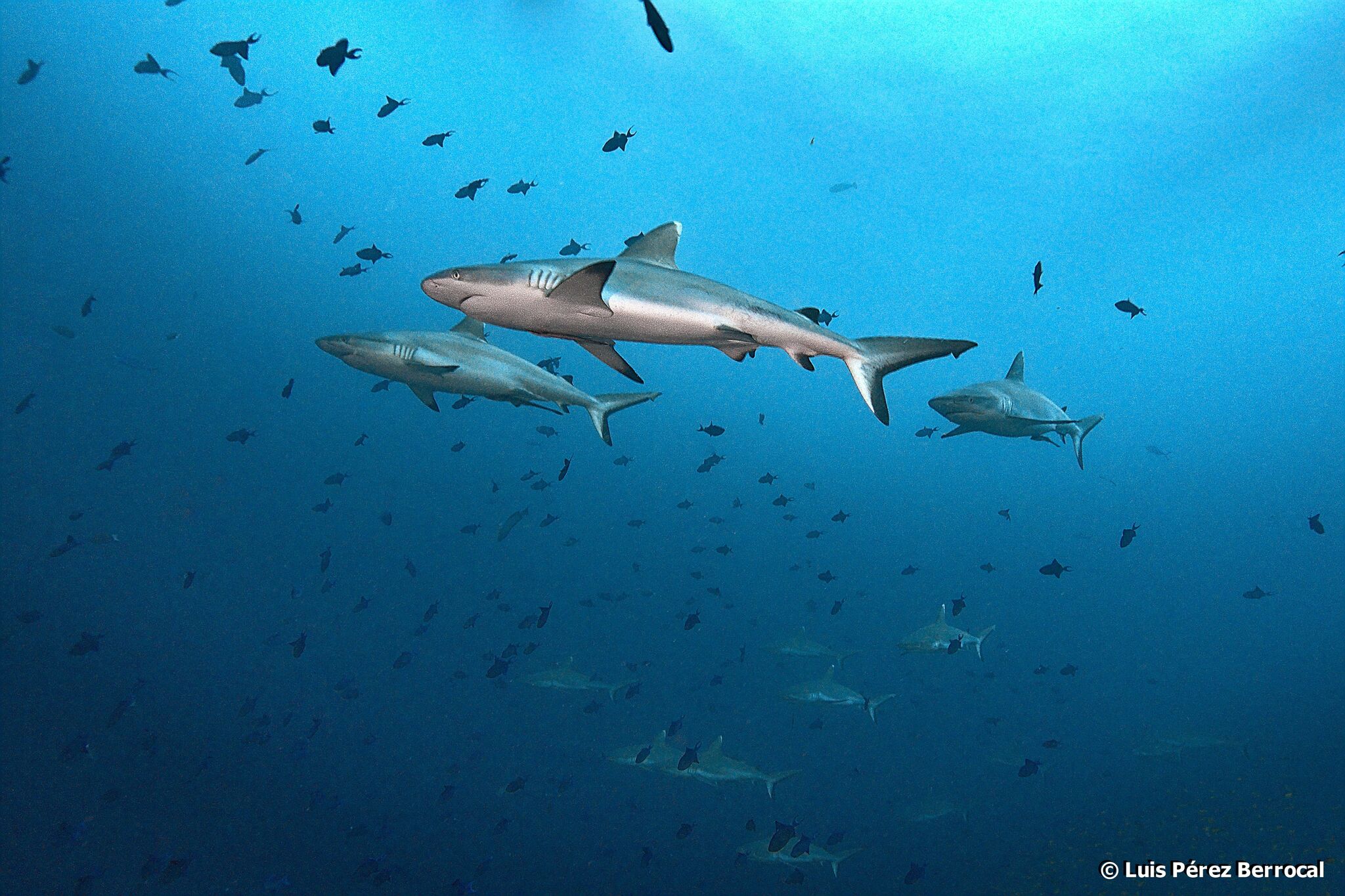 Tubarão-preto Carcharhinus Sinônimos Sobre O Recife De Coral Foto de Stock  - Imagem de animal, dentes: 157704248