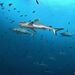 Grey Reef Shark - Photo (c) Luis Pérez Berrocal, some rights reserved (CC BY-NC), uploaded by Luis Pérez Berrocal