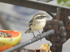 Microspingus torquatus