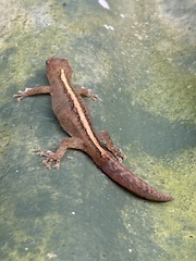Afrogecko porphyreus