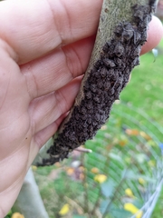 Tuberolachnus salignus