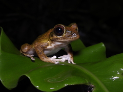 Buergeria robusta