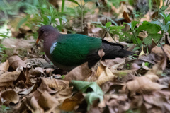 Chalcophaps longirostris