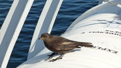 Cinclodes antarcticus