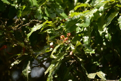 Ochna arborea