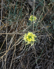 Erysimum flavum altaicum
