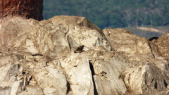 Cinclodes antarcticus