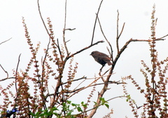 Geospizopsis unicolor
