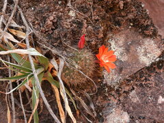 Aylostera fiebrigii