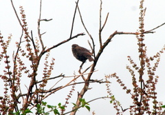 Geospizopsis unicolor