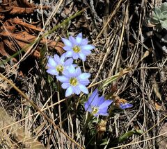 Gentiana sedifolia