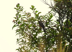 Pseudosaltator rufiventris