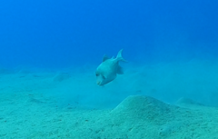 Pseudobalistes flavimarginatus