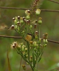 Erigeron sumatrensis