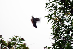 Pseudosaltator rufiventris