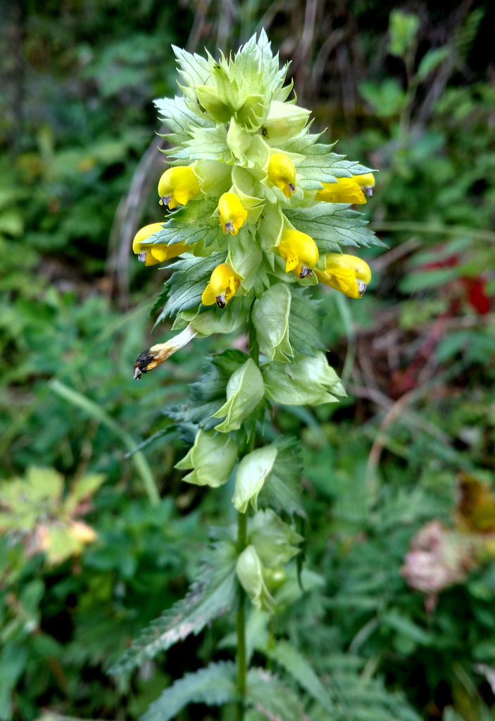 Borbas's Yellow Rattle