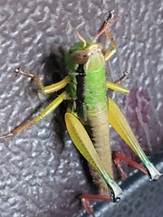 Caryanda spuria