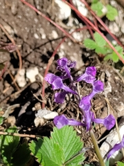 Linaria purpurea