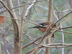 Fringilla coelebs
