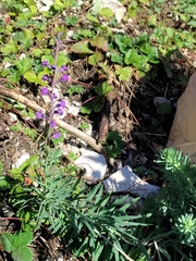 Linaria purpurea