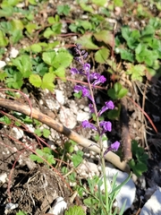 Linaria purpurea