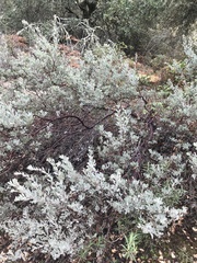 Arctostaphylos silvicola