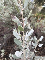 Arctostaphylos silvicola
