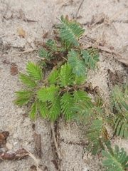 Mimosa strigillosa