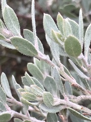 Arctostaphylos silvicola