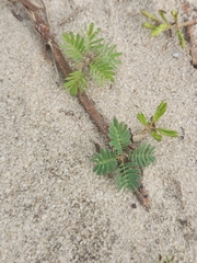 Mimosa strigillosa