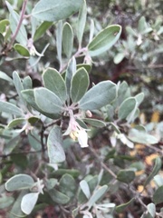 Arctostaphylos silvicola
