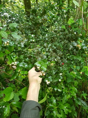 Carissa bispinosa zambesiensis