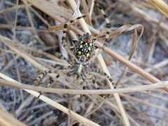 Argiope australis